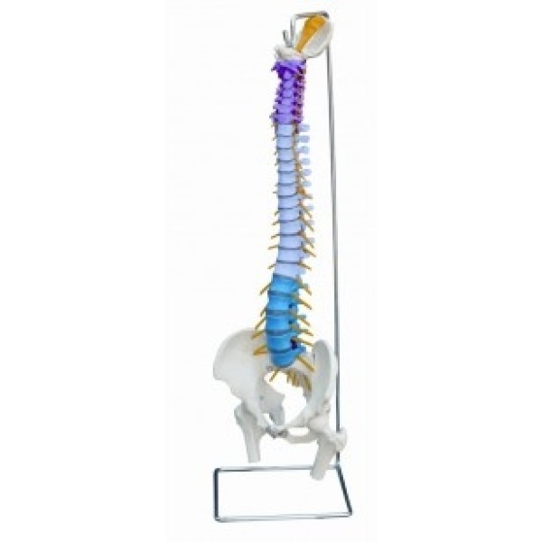 ESP Model Didactic Flexible Spine (ZJY-970-C)