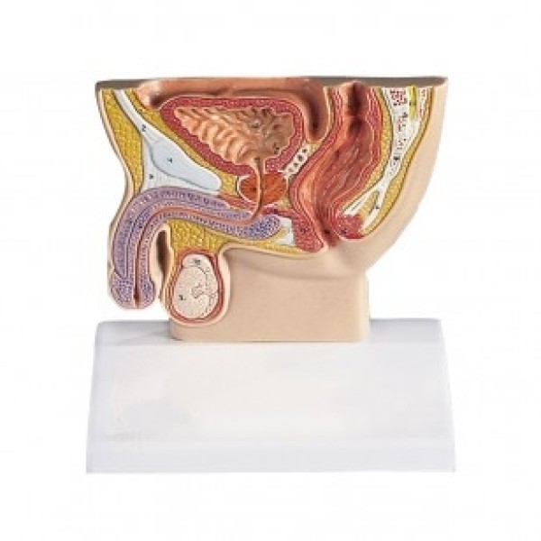 ESP Model Basic Male Pelvis Section (ZKK-131-P)