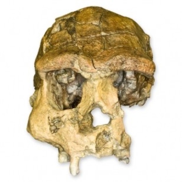 ESP Model Sangiran H. Erectus Skull (ZJY-526-S)