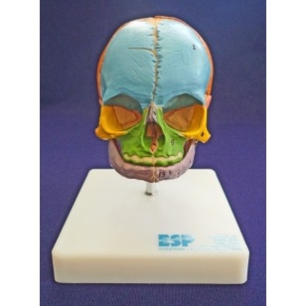 ESP Model Didactic Foetal Skull on Stand (ZJY-418-S)