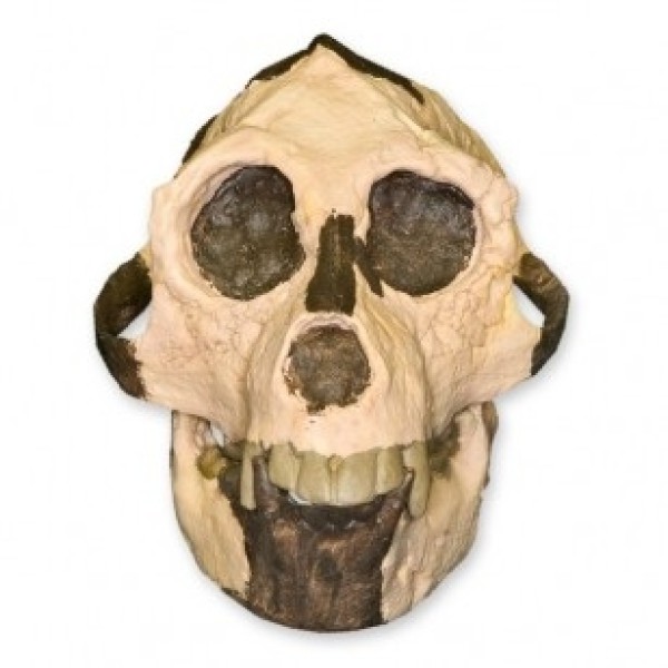 ESP Model Aegyptopithecus Skull (ZJY-568-A)