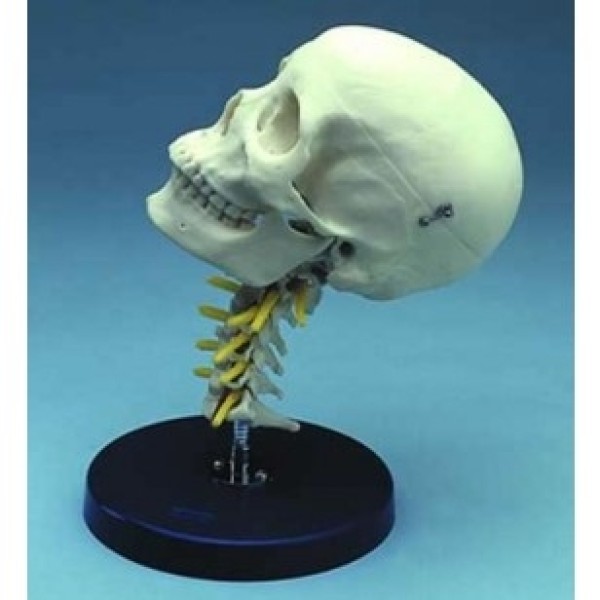 ESP Model Cervical Skull Painted (ZJY-407-P)